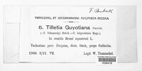 Tilletia guyotiana image